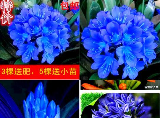 君子兰夹箭现象如何预防和处理？