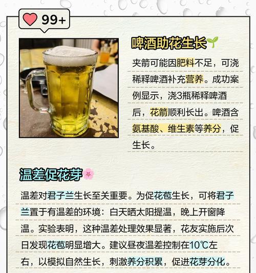 君子兰夹箭现象如何预防和处理？