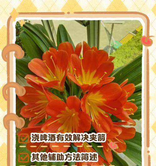 君子兰夹箭现象如何预防和处理？