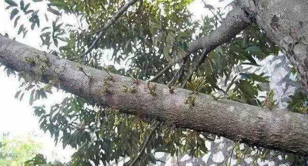 榴莲树叶子发黄怎么办？可能的原因是什么？