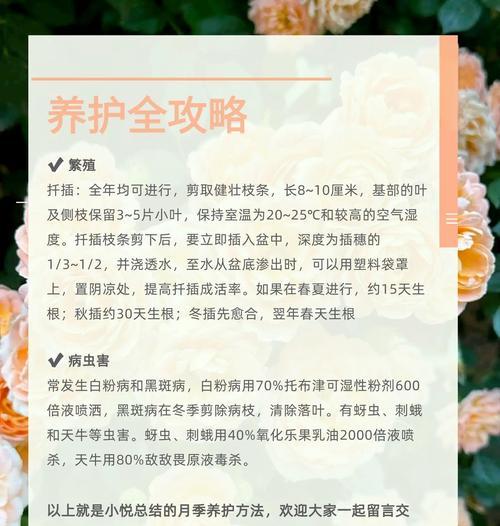 玫色月季盆栽养护技巧？
