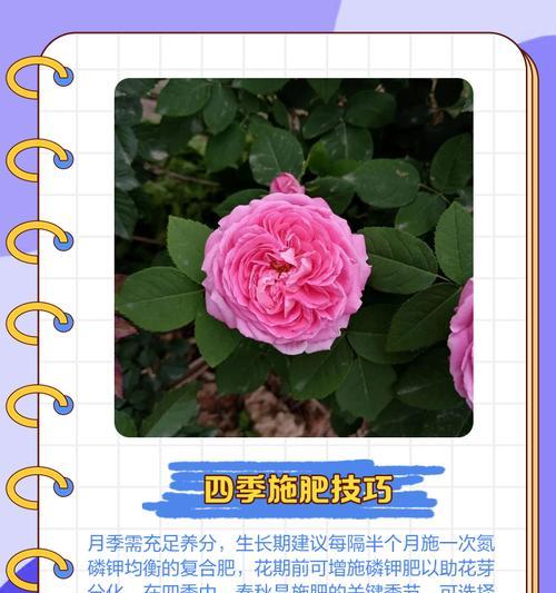玫色月季盆栽养护技巧？