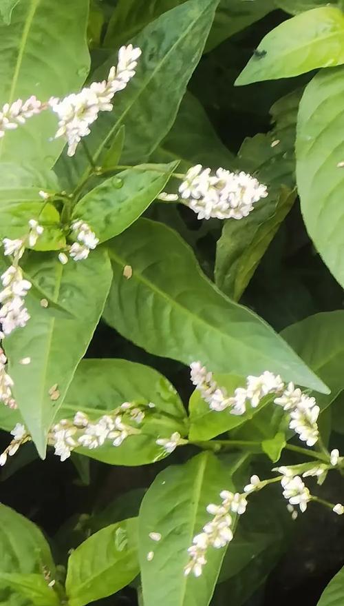 宁阳有哪些观赏植物种类？如何养护？