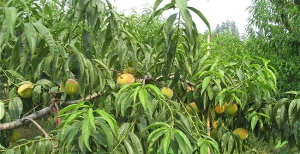 露天油菜栽培需要注意哪些技术要点？