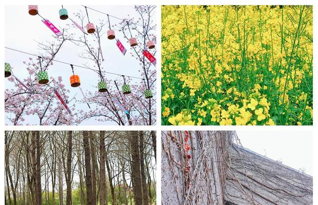 露天油菜栽培需要注意哪些技术要点？