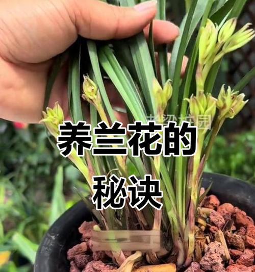 室内阳台适合养哪些兰花？如何进行养护管理？