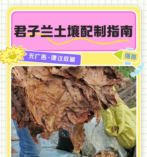 君子兰大颗粒盆土使用方法是什么？