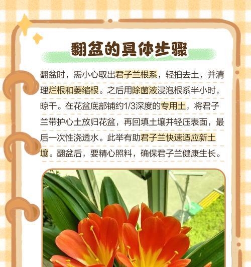 君子兰大颗粒盆土使用方法是什么？