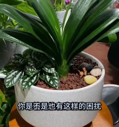 君子兰大颗粒盆土使用方法是什么？