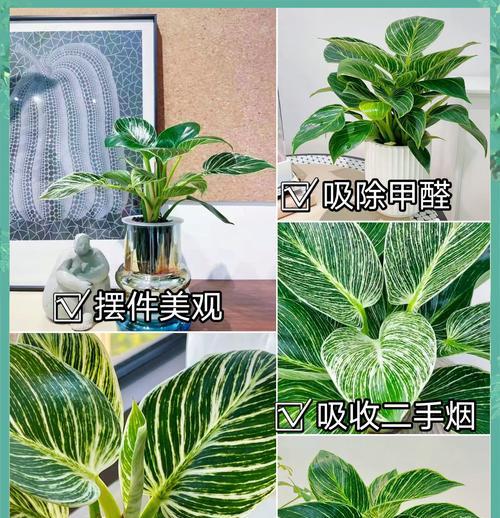 铂金钻绿植叶子发黄的解决方法是什么？