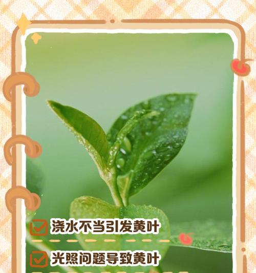 铂金钻绿植叶子发黄的解决方法是什么？