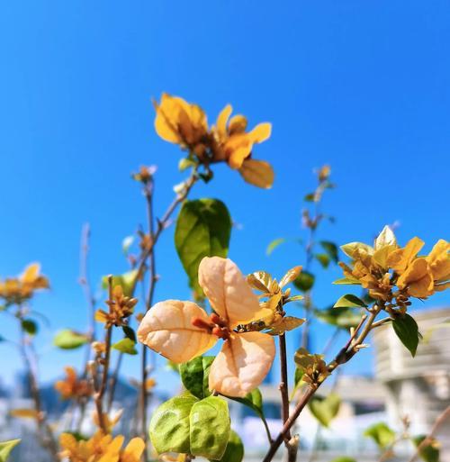 三角梅的花为何长在刺上？三角梅的生长特性是什么？