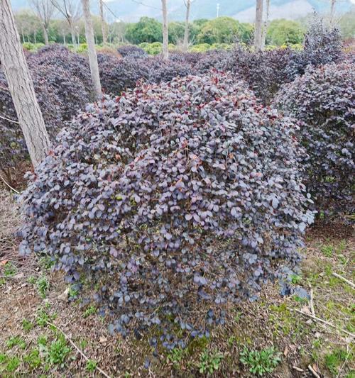 哪些观赏植物的形状是红圆球球？