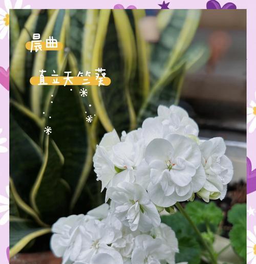 天竺葵种栽存活的关键是什么？怎样保证成活率？