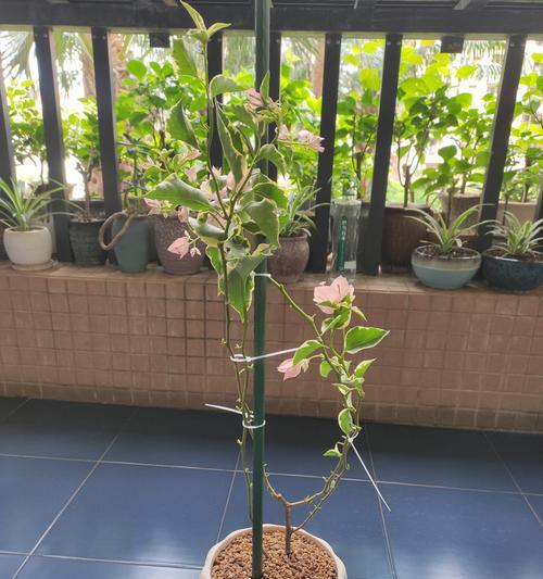 泥巴土三角梅的处理方法是什么？