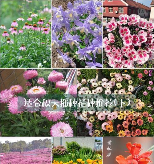 秋季播种适合哪些平台？