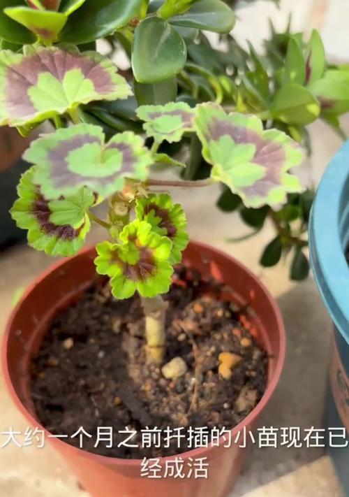 天竺葵老桩不开花怎么办？如何正确养护？