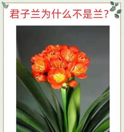 君子兰双生兰怎么养？繁殖和护理的正确方法是什么？