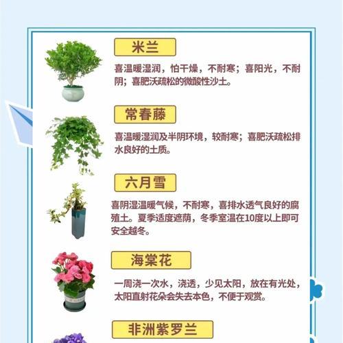 君子兰双生兰怎么养？繁殖和护理的正确方法是什么？