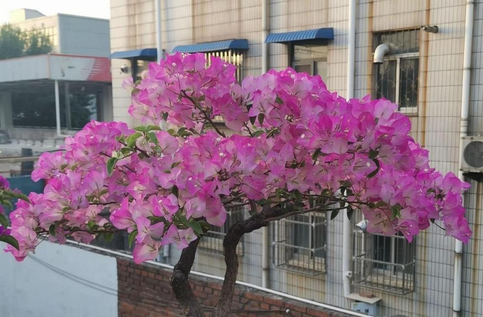 三角梅如何培养才能开花爆盆？