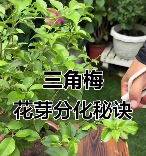 三角梅如何培养才能开花爆盆？