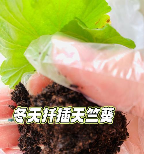 天竺葵烂根怎么处理？预防措施有哪些？