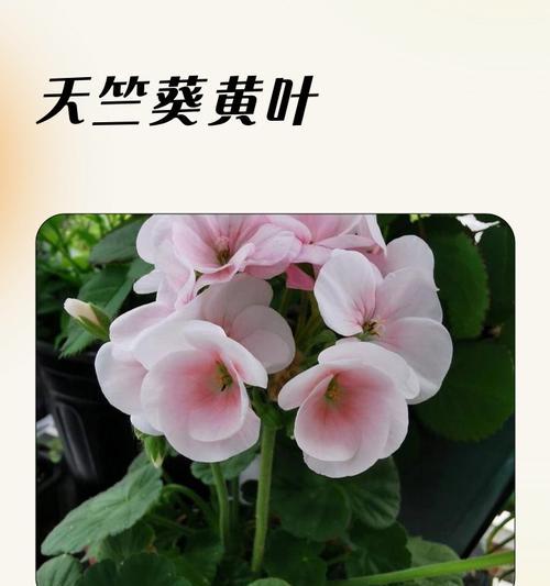 天竺葵烂根怎么处理？预防措施有哪些？