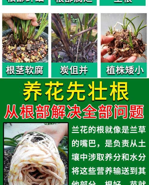 君子兰适合使用哪种肥料？如何正确施肥以促进生长？