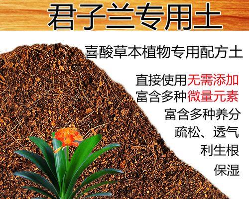 君子兰适合使用哪种肥料？如何正确施肥以促进生长？