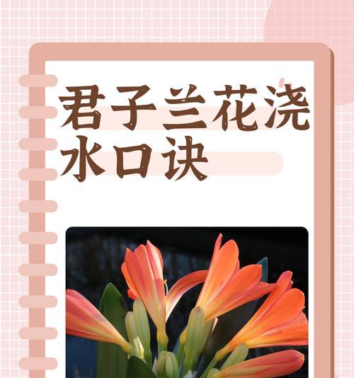 地里栽种君子兰的养护技巧是什么？