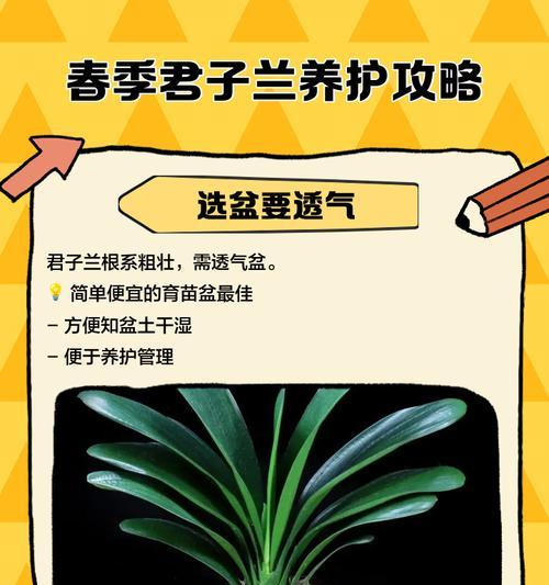 地里栽种君子兰的养护技巧是什么？