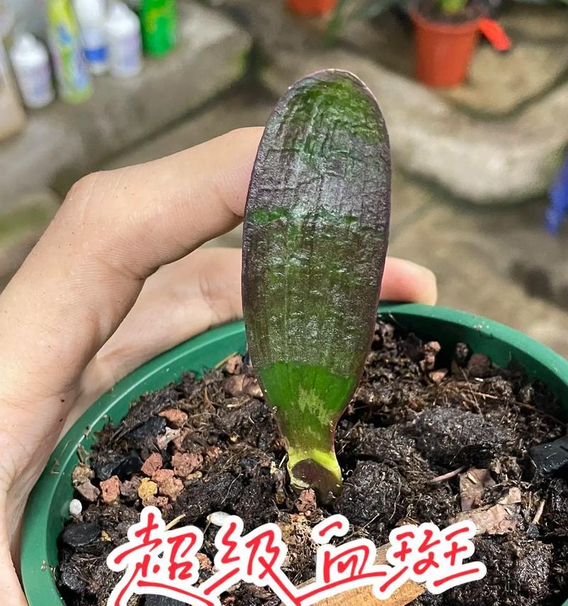 君子兰串品种特点是什么？