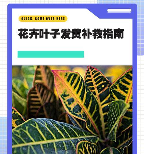 室外盆栽叶子发黄干枯应如何处理？