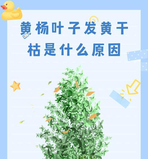 室外盆栽叶子发黄干枯应如何处理？