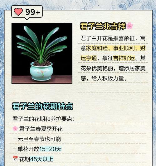 君子兰开花时的形态特征是什么？