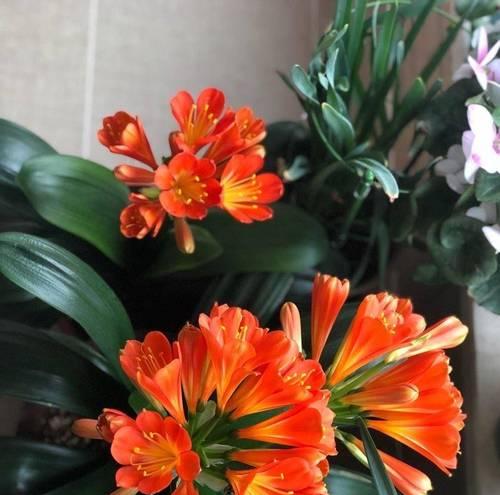 君子兰开花时的形态特征是什么？