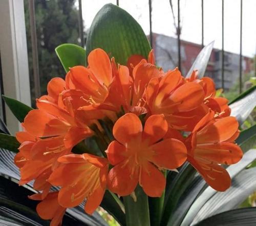 君子兰开花时的形态特征是什么？