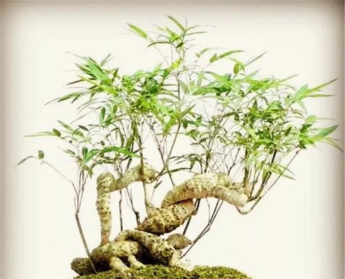兰竹根盆景的养护技巧是什么？如何正确养护兰竹根盆景？