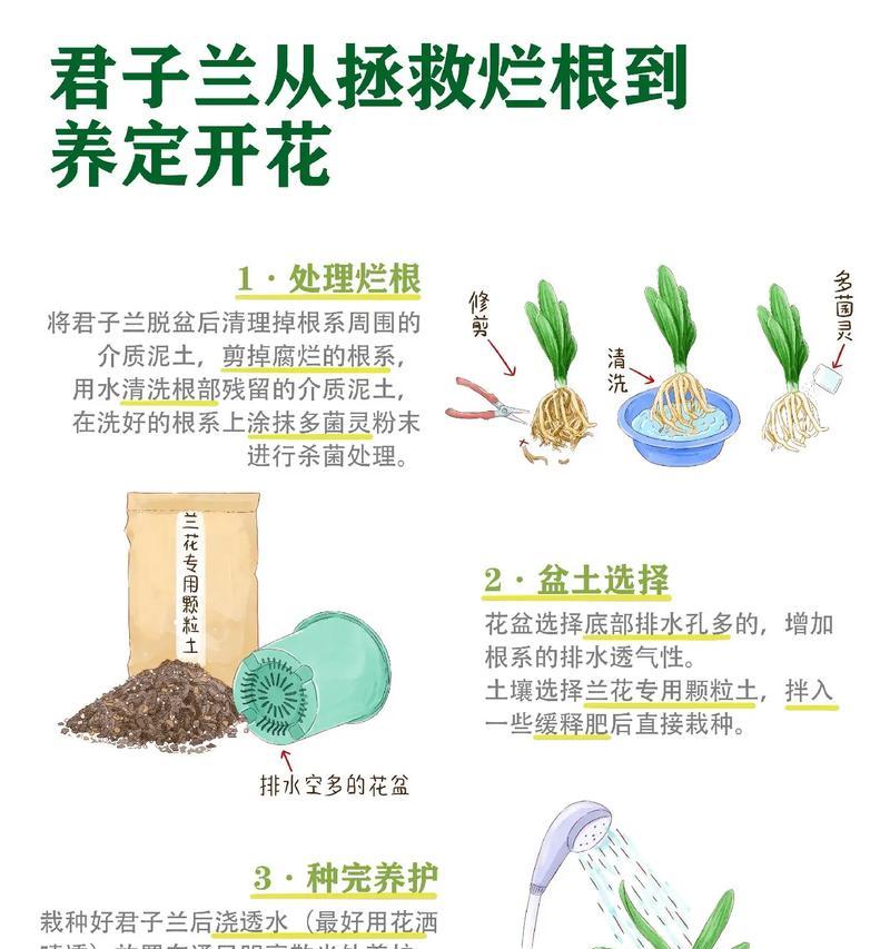 君子兰护心土配制技巧？怎样调配最适合君子兰的土壤？