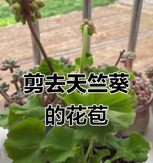 如何促进天竺葵生长得更加高大？