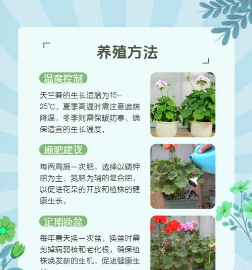 如何促进天竺葵生长得更加高大？