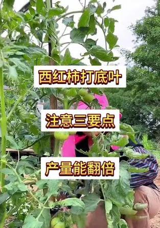番茄栽培的优质技术要点是什么？