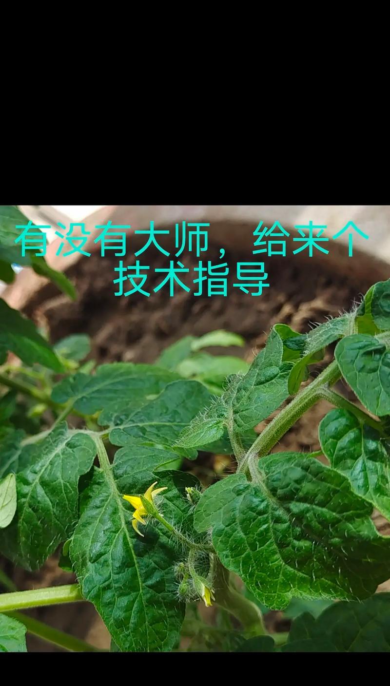 番茄栽培的优质技术要点是什么？