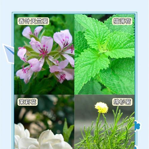香叶天竺葵可以怎么食用？有哪些食用方法？
