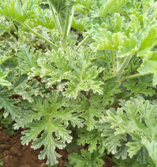 香叶天竺葵可以怎么食用？有哪些食用方法？