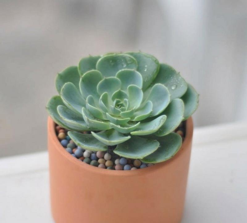 外阳台适合种植哪些花卉以提升家居美观？