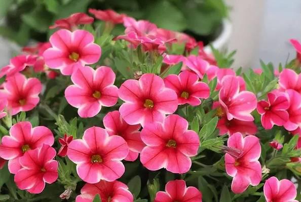 广东阳台适合养什么好看的花？有哪些推荐的花卉？