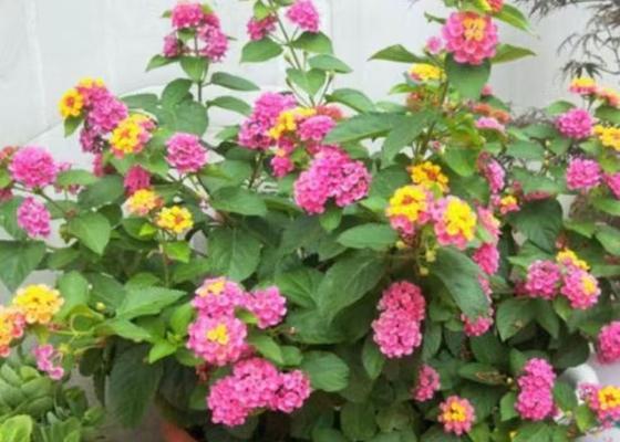 广东阳台适合养什么好看的花？有哪些推荐的花卉？