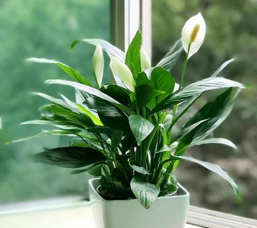 广东阳台适合养什么好看的花？有哪些推荐的花卉？