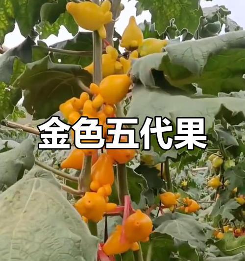 五代果栽培的关键技术要点是什么？